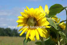 zonnebloem